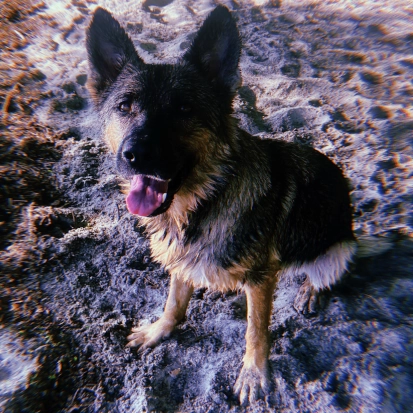 Arya German Shepherd Entirtek team dog featured on WTNH News 8 Connecticut blizzard skijoring